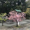 春時雨