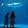 2020.10 九州の旅（12日目）　～ いおワールドかごしま水族館・吉野公園・トレーラーは修理不可！ ～