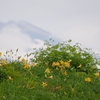 白山高山植物園オープンガーデン（その３）