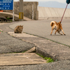 隣県離島のねこさん