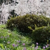 石川県樹木公園「カタクリ」