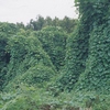 散歩の道端、雑草やその花を摘んできて花瓶に差す。アレチウリ。このつる科植物の本質はAll or Notheingであり、ほどほど、ということがない。人が立ち入らないソコソコ養分の効いた無縁地を我が物にしてしまう。