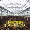 イチゴの定植準備　9/24-9/25