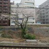今年はちょと花付きが少ない新宿の孤高桜
