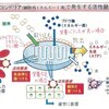 ガンの正体がミトコンドリアの故障という動画を図画にするとこんな感じです