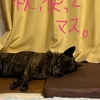 甲斐犬サン、ヒトに近付く〜Σ(๑ °꒳° ๑)ｴｯᵎᵎ