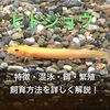 ヒドジョウの飼育方法・混泳・餌・底砂・寿命徹底解説！