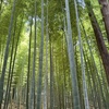 大洗旅行