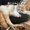雨田甘夏、お世話です。【猫と導きと案内事情】