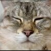 うみちゃんねるを紹介するにゃ 22