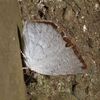 チョウのメスも地面におりて吸水する？