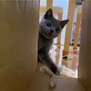 ダンボールのトンネル(コテツ　子猫)