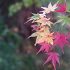 Tues.　黒石寺