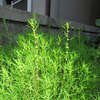 土）コキアの花を見つけて感無量