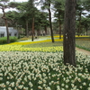 ひたち海浜公園へネモフィラを見に ！！