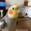 うちのオカメインコ