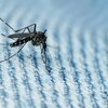 ハリケーン・マシュー｜ジカ熱など、蚊が媒介する感染症の拡大リスク増加か ー 米国、フロリダ