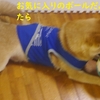 セラピー犬って、だよ。