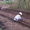 農園日誌ー秋野菜始まる