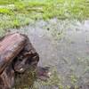 梅雨真っ只中