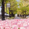 チューリップフェア前の公園で