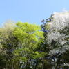 青空と新緑と山桜の花