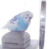 セキセイインコ　ピーコのお手伝い