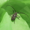 樹皮そっくりのカミキリムシ。ゴマフカミキリの仲間と擬態戦略