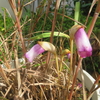 万葉の花ナンバンギセル《思い草》咲き始める剣持屋敷