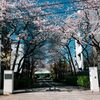 東京都タクシーメーター深川検査場の桜並木