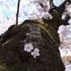 佐渡　満開の桜