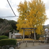 見事な銀杏でした、丹生酒殿神社