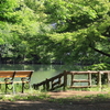 井の頭恩賜公園を歩いて～写真散歩～【春の花】5月初旬頃