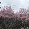 ちょっと南に行ったら桜が満開じゃね？