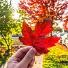 カナダ バンクーバーの紅葉🇨🇦🍁