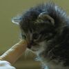 鼻をツンと突っつくとコロッと倒れる子猫が可愛い！（動画）