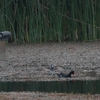 ミカヅキシマアジ Blue-winged Teal