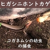 ニホントカゲのらくらく飼育法（えさ①：コガネムシの幼虫）