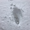 雪がすごかった