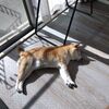 季節の変わり目とうちのわんこ