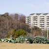 稲城の景色