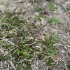 私の家庭菜園_2025/3/1