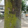 ヒナノハイゴケなのか？