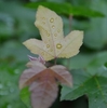 夏休み昆虫観察日記「森の中」