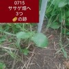 6月の畑、7月の畑、内側の自由、受け流して戦わない