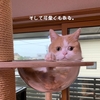 雨田甘夏、視力です。【猫と鏡と色眼鏡事情】