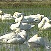 富山市野中にコハクチョウ飛来（富山県）