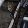 のらねこ×LUMIX GH3+12-35mm f2.8