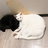 FIP再発 治療34日目【新しいサプリ始めました】 闘病記録 闘病日記
