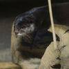コツメカワウソ Aonyx cinerea
